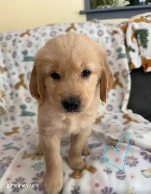 Ani Difranco – Golden Retriever puppy for sale in Northwood, NH