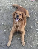 Young Dolf , a male Golden Retriever for sale in Northwood, NH – 6 of 6