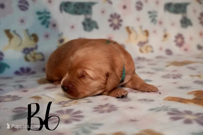 Malcom Todd – Golden Retriever puppy for sale in Northwood, NH
