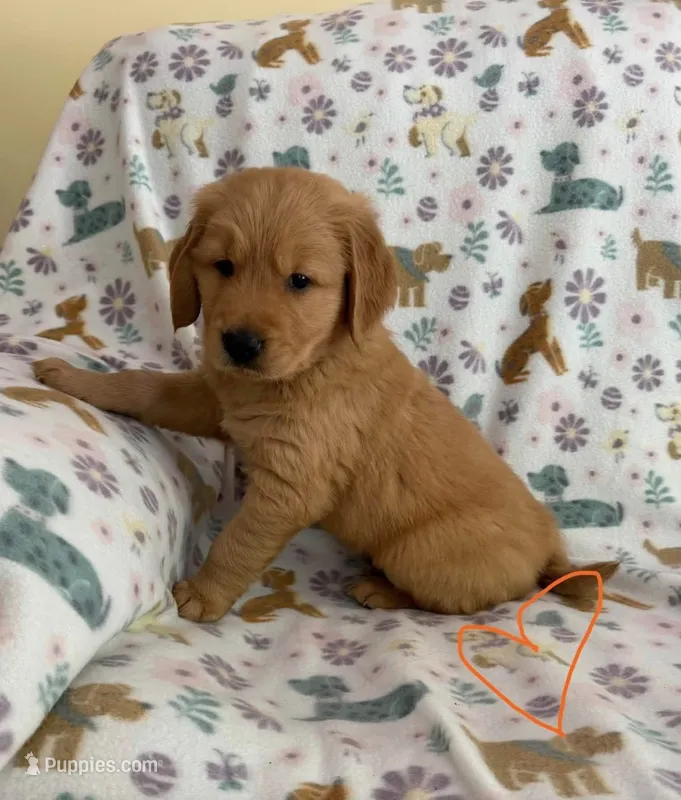 Bob (Bob Marley) – Golden Retriever puppy for sale in Northwood, NH