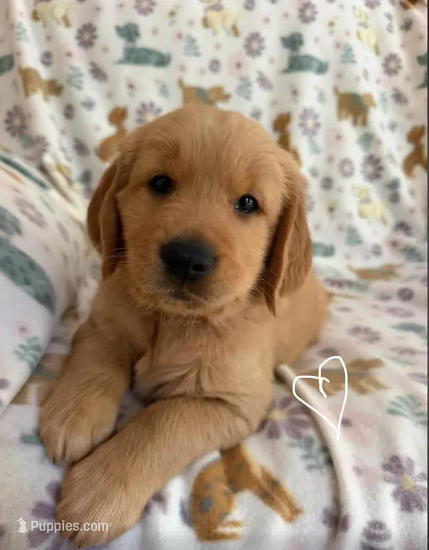 Young Dolf  – Golden Retriever puppy for sale in Northwood, NH