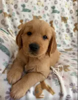 Young Dolf , a male Golden Retriever for sale in Northwood, NH – 1 of 7
