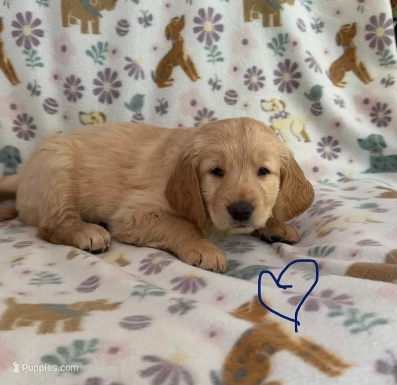 Selena Gomez – Golden Retriever puppy for sale in Northwood, NH