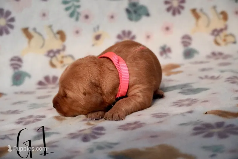 Lady Gaga – Golden Retriever puppy for sale in Northwood, NH