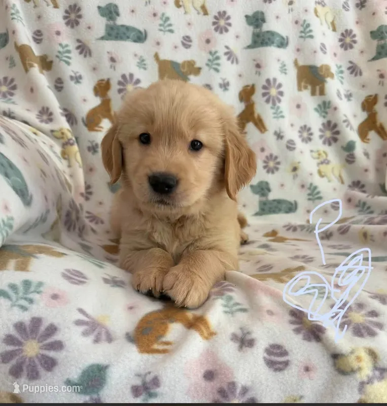 Prof – Golden Retriever puppy for sale in Northwood, NH