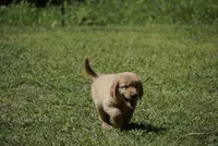 Bob(Marley), a male Golden Retriever for sale in Northwood, NH – 4 of 8