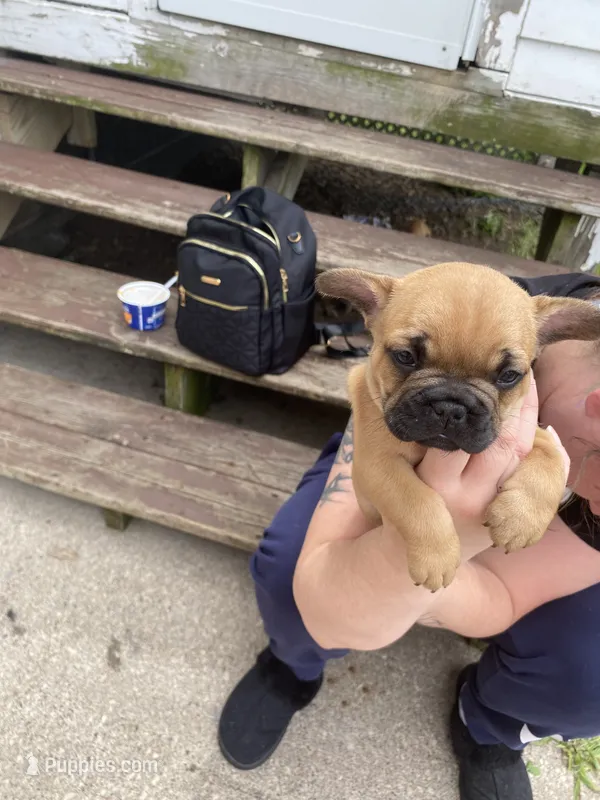 #1 – French Bulldog puppy for sale in La Crosse, WI