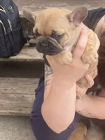 #6, a female French Bulldog for sale in La Crosse, WI – 2 of 2