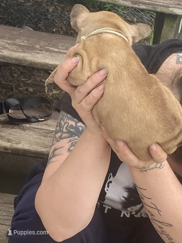 #6 – French Bulldog puppy for sale in La Crosse, WI