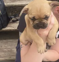 #4, a female French Bulldog for sale in La Crosse, WI – 1 of 2