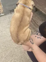 #5, a female French Bulldog for sale in La Crosse, WI – 2 of 2