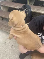 #4, a female French Bulldog for sale in La Crosse, WI – 2 of 2