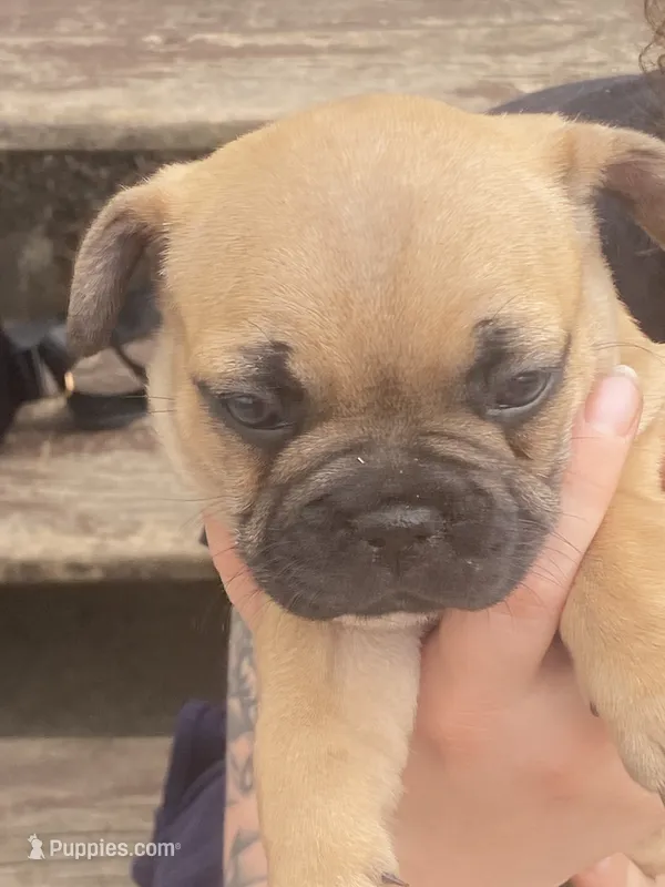 #5 – French Bulldog puppy for sale in La Crosse, WI