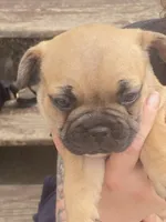#5, a female French Bulldog for sale in La Crosse, WI – 1 of 2