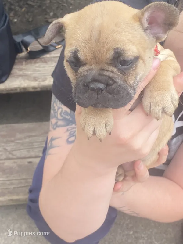 #3 – French Bulldog puppy for sale in La Crosse, WI