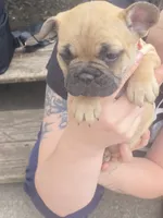 #3, a female French Bulldog for sale in La Crosse, WI – 1 of 2