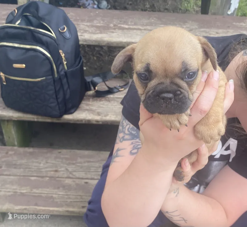 #2 – French Bulldog puppy for sale in La Crosse, WI