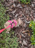Betty, a female Boston Terrier for sale in Wesley Chapel, FL – 5 of 7