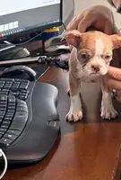 Betty, a female Boston Terrier for sale in Wesley Chapel, FL – 6 of 7