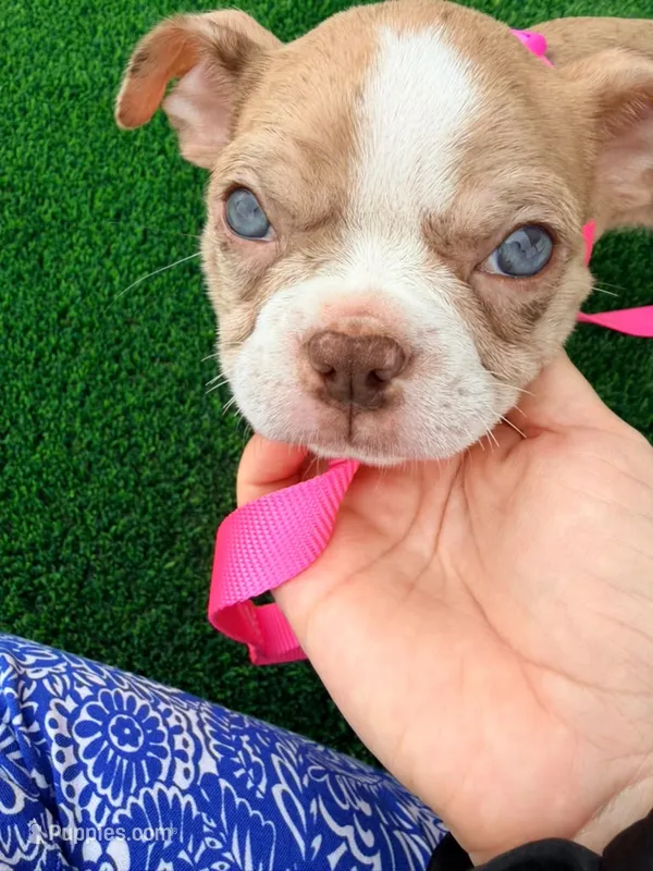 Betty – Boston Terrier puppy for sale in Wesley Chapel, FL