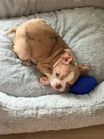 Betty, a female Boston Terrier for sale in Wesley Chapel, FL – 7 of 7