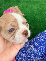 Betty, a female Boston Terrier for sale in Wesley Chapel, FL – 3 of 7