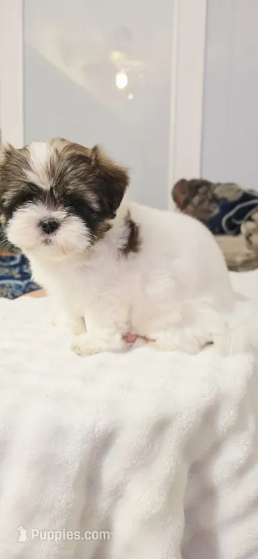 Luna – Shih Tzu puppy for sale in Bakersfield, CA