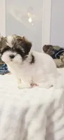 Luna, a female Shih Tzu for sale in Bakersfield, CA – 1 of 2