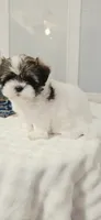 Luna, a female Shih Tzu for sale in Bakersfield, CA – 2 of 2