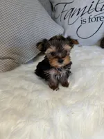 Toby, a male Yorkshire Terrier for sale in Palmdale, CA – Photo 1 of 2