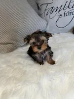 Toby, a male Yorkshire Terrier for sale in Palmdale, CA – Photo 2 of 2