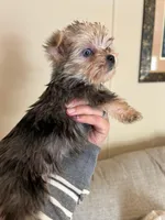 Duke, a male Yorkshire Terrier for sale in Palmdale, CA – Photo 2 of 2