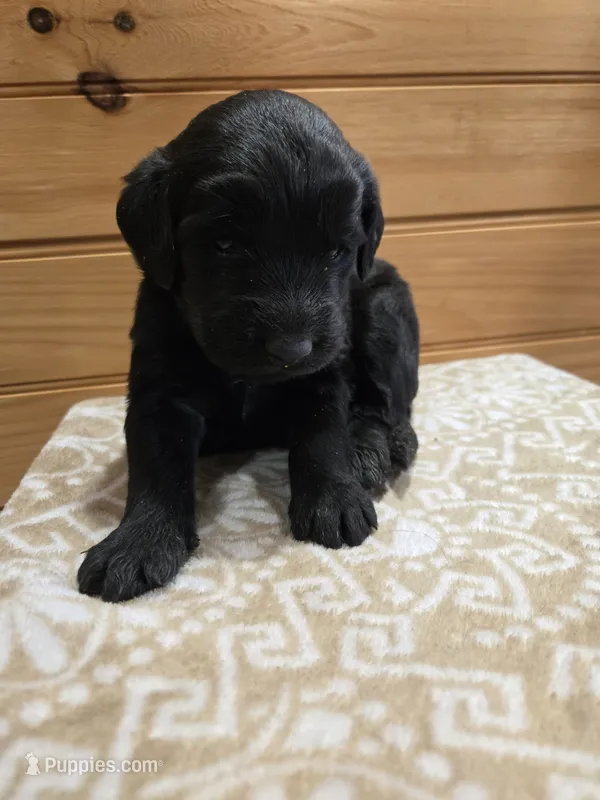 Gus – Labradoodle puppy for sale in Williamstown, KY