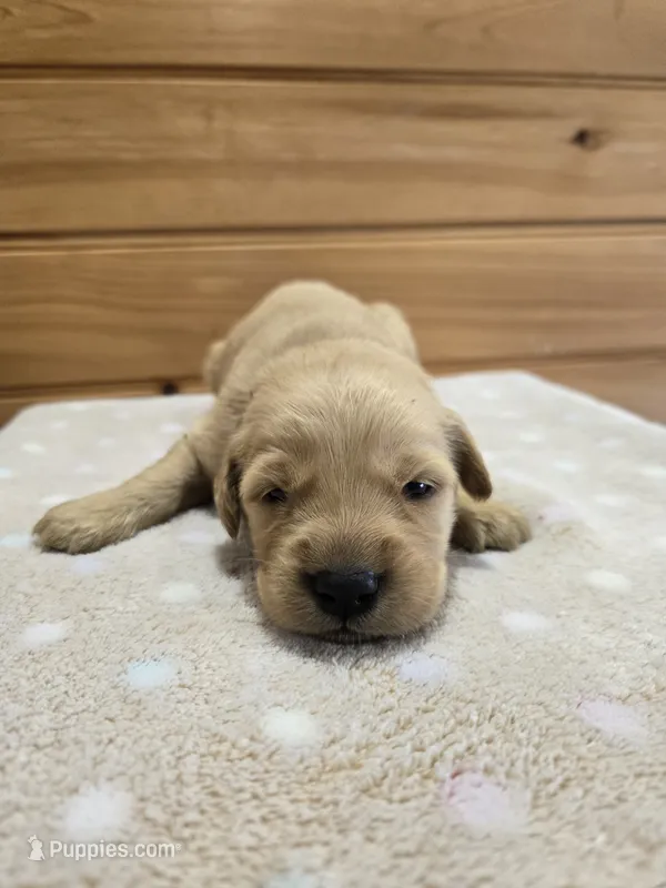 Tilly – Golden Retriever puppy for sale in Williamstown, KY