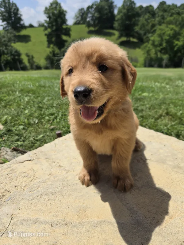 Reggie – Golden Retriever puppy for sale in Williamstown, KY