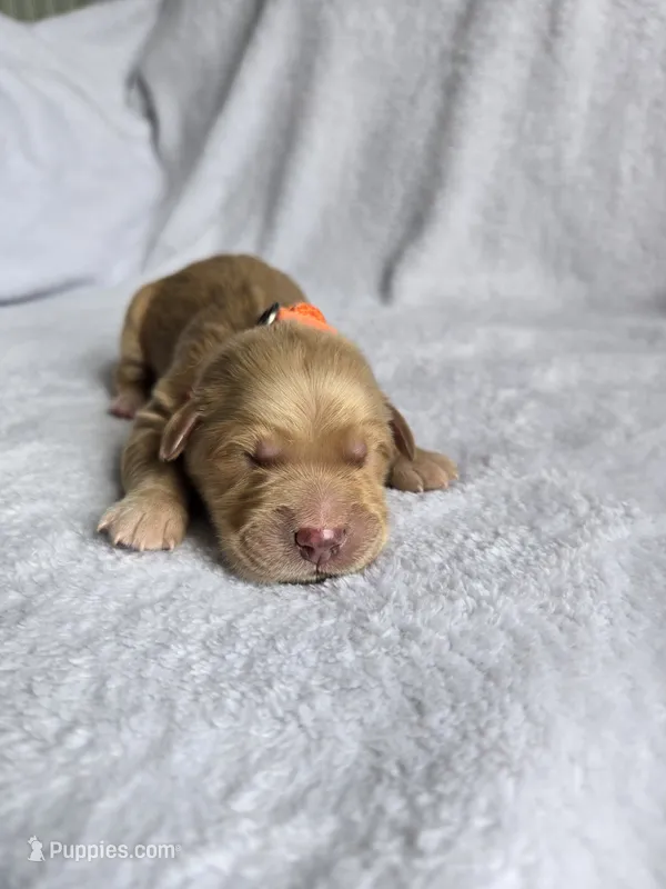 Sandy – Golden Retriever puppy for sale in Williamstown, KY