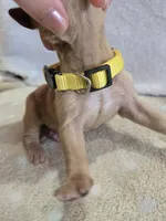 Butterscotch , a male Goldendoodle for sale in Williamstown, KY – 4 of 4