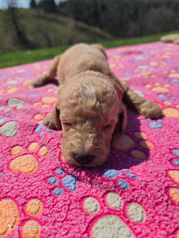 Chip – Labradoodle puppy for sale in Williamstown, KY