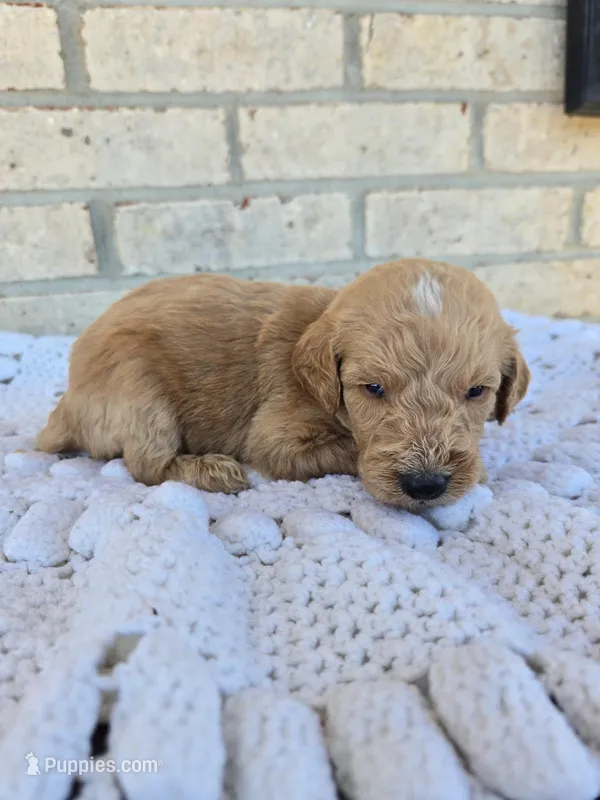 Chip – Labradoodle puppy for sale in Williamstown, KY