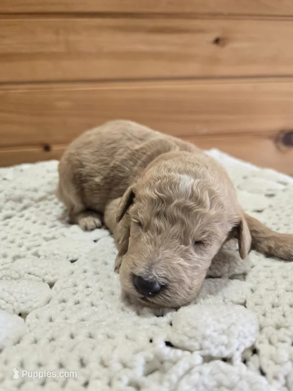Chip – Labradoodle puppy for sale in Williamstown, KY