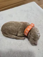 Chip, a male Labradoodle for sale in Williamstown, KY – Photo 4 of 4