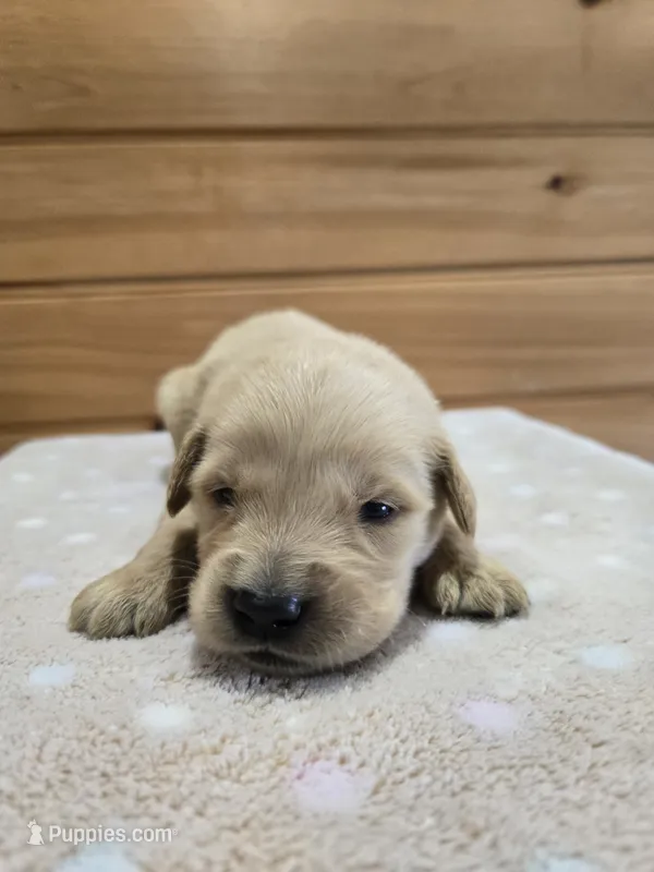 Boomer – Golden Retriever puppy for sale in Williamstown, KY