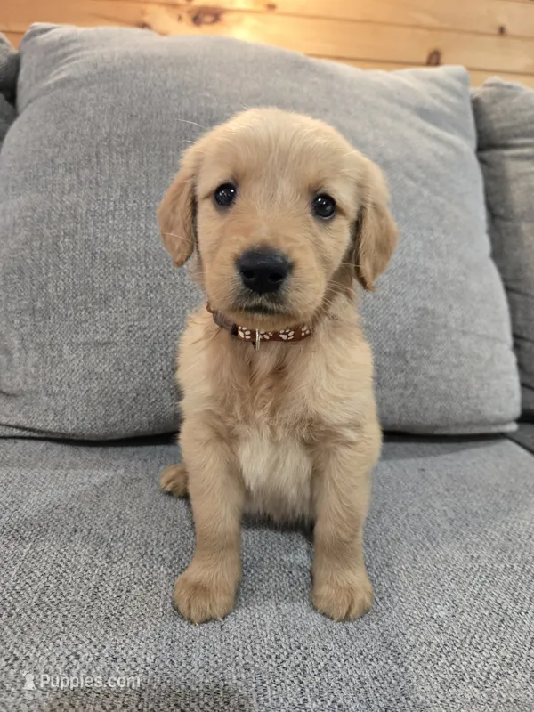Bear – Golden Retriever puppy for sale in Williamstown, KY