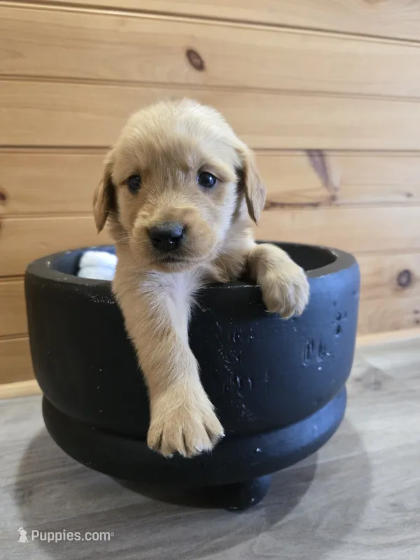 Bear – Golden Retriever puppy for sale in Williamstown, KY