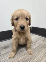 Avery, a female Golden Retriever for sale in Williamstown, KY – 2 of 4