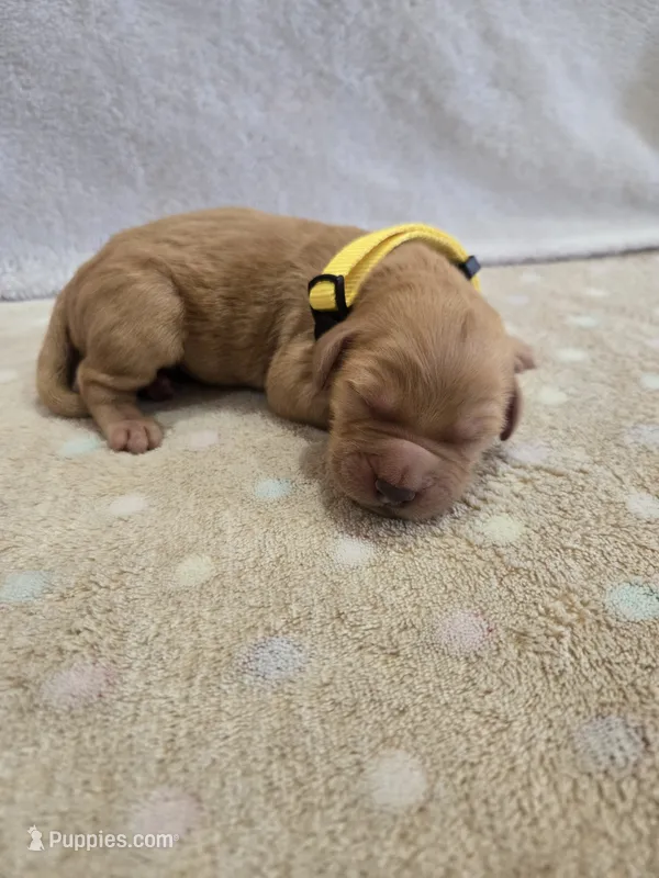 Butterscotch  – Goldendoodle puppy for sale in Williamstown, KY