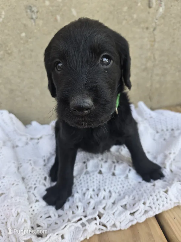 Ziggy – Labradoodle puppy for sale in Williamstown, KY