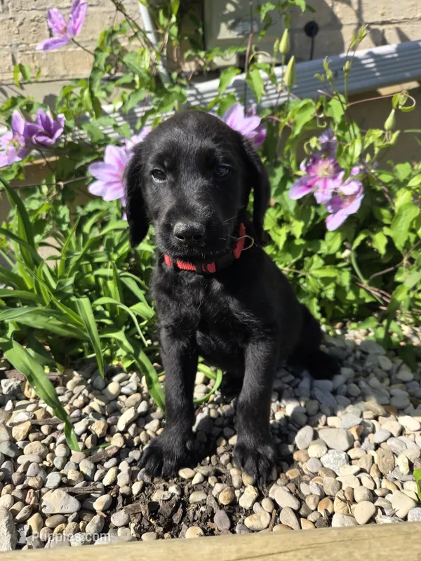 Marley – Labradoodle puppy for sale in Williamstown, KY