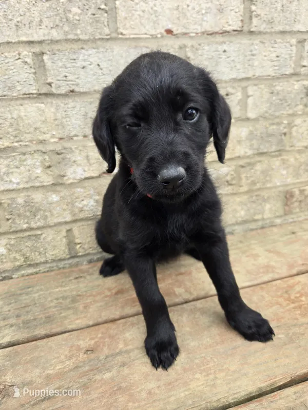 Marley – Labradoodle puppy for sale in Williamstown, KY