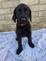 Marley, a female Labradoodle for sale in Williamstown, KY – Photo 2 of 3